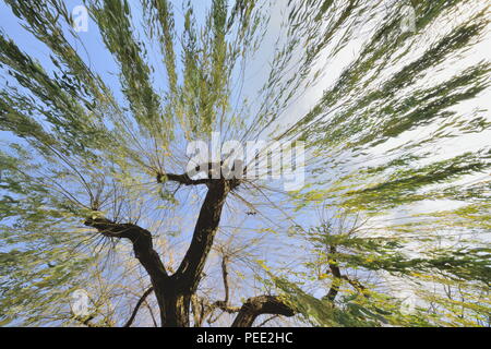 Branches de saule suspendu à une ligne de réseau Banque D'Images