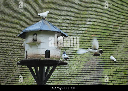 Petit pigeonnier en bois avec des oiseaux dans le jardin Banque D'Images