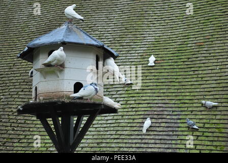 Petit pigeonnier en bois avec des oiseaux dans le jardin Banque D'Images