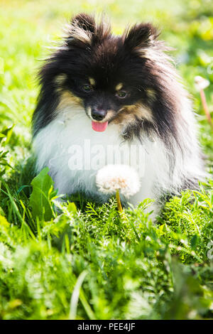 Drôle de chien Pomeranian et fleurs d'extérieur Banque D'Images