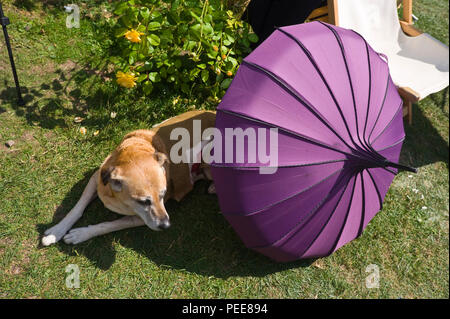 Événement commémoratif de la Première Guerre mondiale les premiers soins chien essayant de rester au frais à l'ombre d'un parasol à Hay-on-Wye Powys Pays de Galles UK Banque D'Images