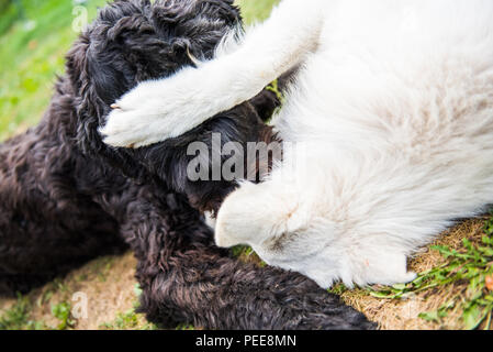 Black Russian Terrier joue avec un chien de berger blanc Banque D'Images