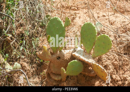 Cactus sauvages sur la pente de sable avec sol loameux et filet de sécurité contre un glissement de jour d'été ensoleillé Banque D'Images