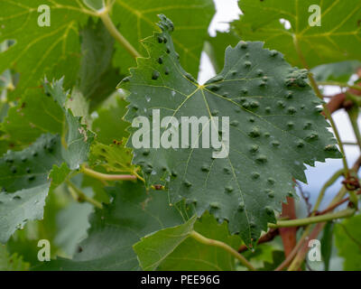 Ériophyide de et leurs galles. Vignoble le problème. Haut de leaf attend des cloques. Colomerus vitis. Banque D'Images