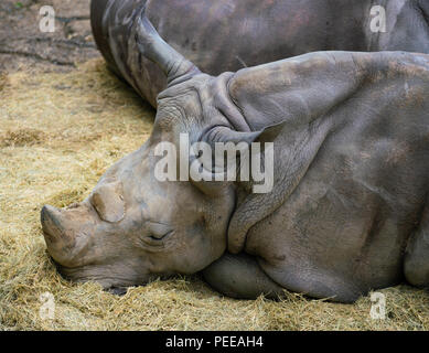 Carré blanc ou-lipped rhinoceros vue rapprochée de la tête et deux cornes Banque D'Images