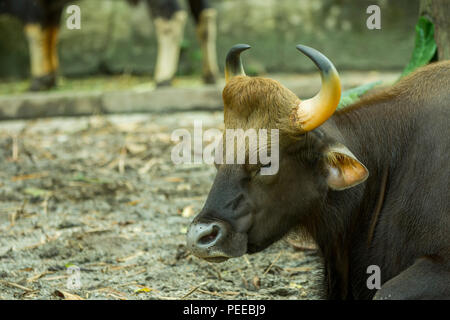 Bos gaurus dans le zoo Banque D'Images