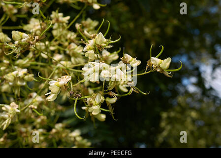 Styphnolobium japonicum Banque D'Images