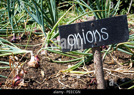 De plus en plus d'oignons dans un potager avec une déficience sign Banque D'Images