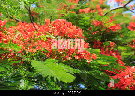 Un Flamboyant ou Flame Tree (Delonix regia, Royal Poinciana) en pleine fleur fleur rouge, Close up of flowers, Cuba Banque D'Images