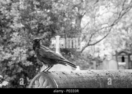 Une photo d'un corbeau dépressifs debout sur la tombe sur un cimetière. Banque D'Images