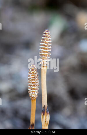 La prêle commune jeune les sporanges (Equisetum arvense) Banque D'Images