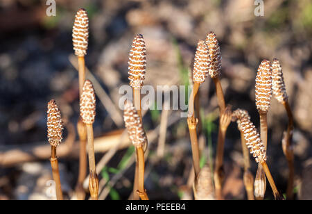 La prêle commune jeune les sporanges (Equisetum arvense) Banque D'Images