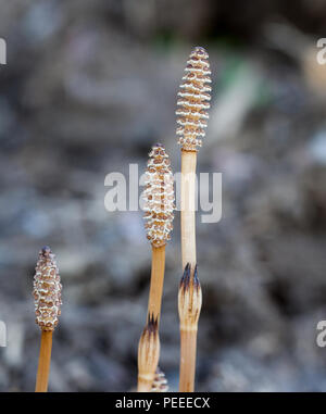 La prêle commune jeune les sporanges (Equisetum arvense) Banque D'Images