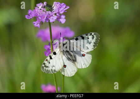 Parnassius phoebus - Alpenapollo Banque D'Images