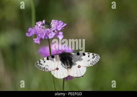 Parnassius phoebus - Alpenapollo Banque D'Images