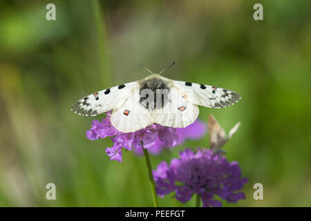 Parnassius phoebus - Alpenapollo Banque D'Images