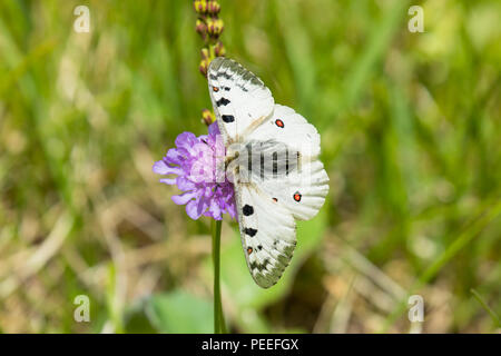 Parnassius phoebus - Alpenapollo Banque D'Images