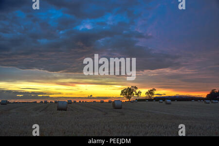 Un coucher de soleil sur un champ de chaume de maïs avec hay bails éparpillés autour de Banque D'Images