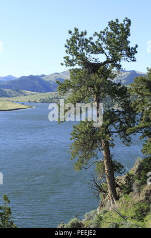 Nid d'Aigle dans un arbre de pin ponderosa, au-dessus de la rivière Missouri, le Holter réservoir, près de Helena, MT Banque D'Images