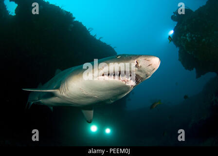 Ragged tooth shark (Carcharias taurus synonyme Eugomphodus taurus), Carcharias taurus), les hauts-fonds d'Aliwal, Afrique du Sud