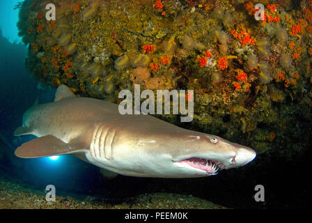 Ragged tooth shark (Carcharias taurus synonyme Eugomphodus taurus), Carcharias taurus), les hauts-fonds d'Aliwal, Afrique du Sud Banque D'Images