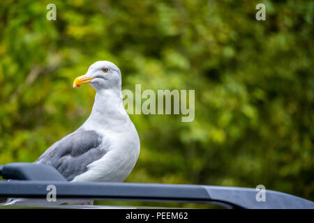 Un portrait de mouette dans le parc d'État Heceta Head Lighthouse Park Banque D'Images