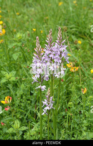 Orchidée tachetée commun Banque D'Images