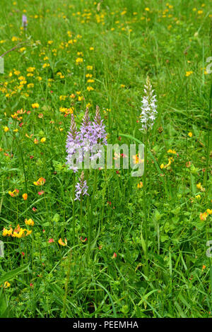 Orchidée tachetée commun Banque D'Images