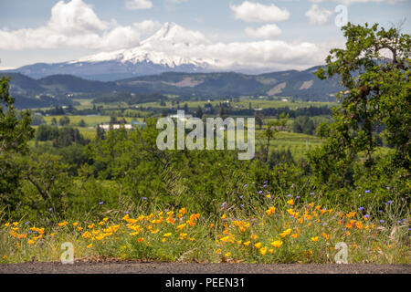 Des coquelicots de Californie et fleurs bleu pâle ligne road de Panorama Point, Hood River, Oregon. En arrière-plan, de fermes et de Mt Hood sont floues. Banque D'Images