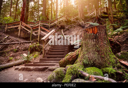 Ensemble d'escaliers en bois avec une souche d'arbre au premier plan dans une forêt pluviale tempérée. Banque D'Images