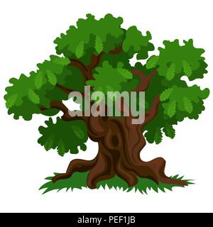 Un arbre de chêne à feuilles caduques avec des feuilles vertes et d'herbe fraîche isolé sur fond blanc. Cartoon Vector illustration close-up. Illustration de Vecteur