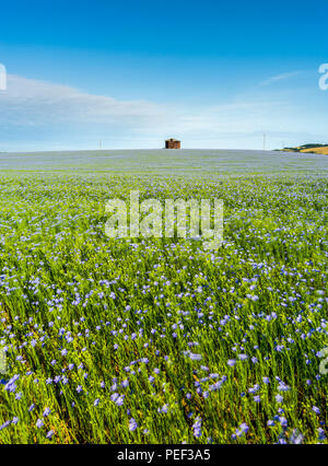 Une grange au milieu des champs de lin bleu ou de lin dans le Kent Downs AONB. Banque D'Images