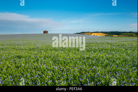 Une grange au milieu des champs de lin bleu ou de lin dans le Kent Downs AONB. Banque D'Images