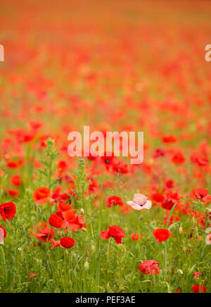 Un coquelicot rose entre un champ rempli de coquelicots rouges sauvages sur le Kent Downs. Banque D'Images