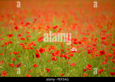 Un coquelicot rose entre un champ rempli de coquelicots rouges sauvages sur le Kent Downs. Banque D'Images