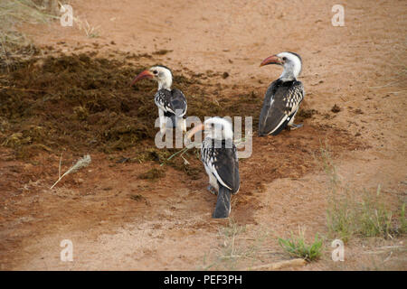 Les calaos à bec rouge à la recherche de nourriture dans la bouse d'éléphant, Samburu Game Reserve, Kenya Banque D'Images