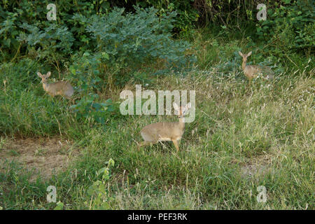 Famille des dikdiks de Kirk (dik-diks) dans une végétation luxuriante, réserve de gibier de Samburu, Kenya Banque D'Images