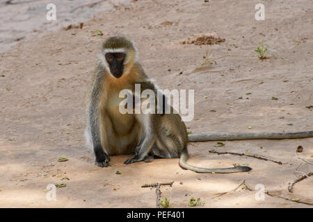 À face noire femelle singe avec bébé, assis dans le sable près de la rivière, Samburu Game Reserve, Kenya Banque D'Images