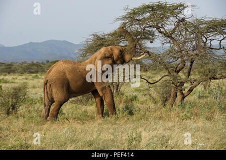 Bull elephant se nourrissant d'acacia, Samburu Game Reserve, Kenya Banque D'Images