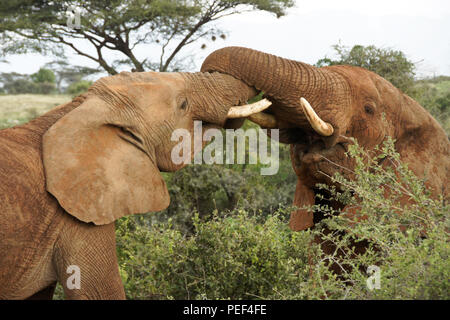 La lutte contre l'éléphant joue, Samburu Game Reserve, Kenya Banque D'Images