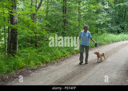 La formation féminine senior un laboratoire jaune chiot à marcher en laisse sur une route de gravier dans les Adirondack, NY USA désert Banque D'Images