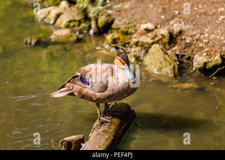 Canard des Philippines (Anas luzonica) perché sur un journal à Arundel Wildfowl & Wetlands Trust, West Sussex, UK Banque D'Images