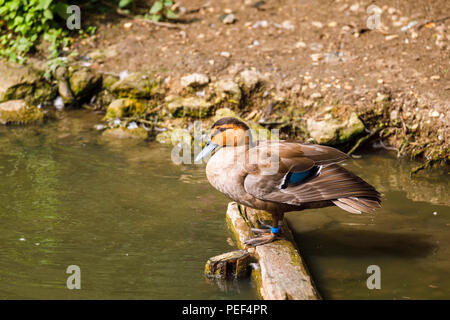 Canard des Philippines (Anas luzonica) perché sur un journal à Arundel Wildfowl & Wetlands Trust, West Sussex, UK Banque D'Images