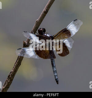 Femme Veuve Skimmer sur stick près de pond Banque D'Images