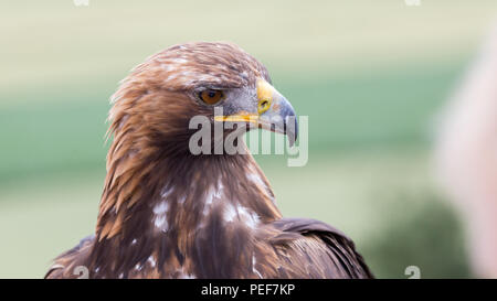 Golden Eagle Banque D'Images