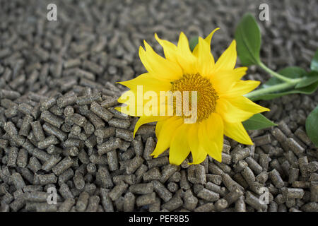 Faite de granulés de tournesol - l'énergie renouvelable Banque D'Images