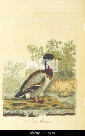 Image prise à partir de la page 222 de "British Ornithology ; être l'histoire, avec une représentation en couleur de toutes les espèces connues d'oiseaux britanniques' Banque D'Images