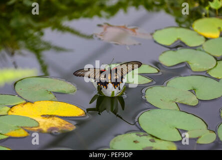 Papillon commun mormon (polytes de Papilio) femelle d'Asie du Sud reposant sur une fleur de Lily Banque D'Images