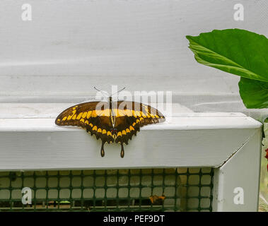 Papillon Orange (Papilio thoas,) Banque D'Images