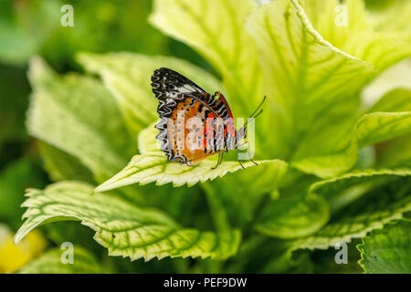 Cethosia biblis, la chrysope rouge, est une espèce de papillon heliconiine appartenant à la famille des Nymphalidae Banque D'Images